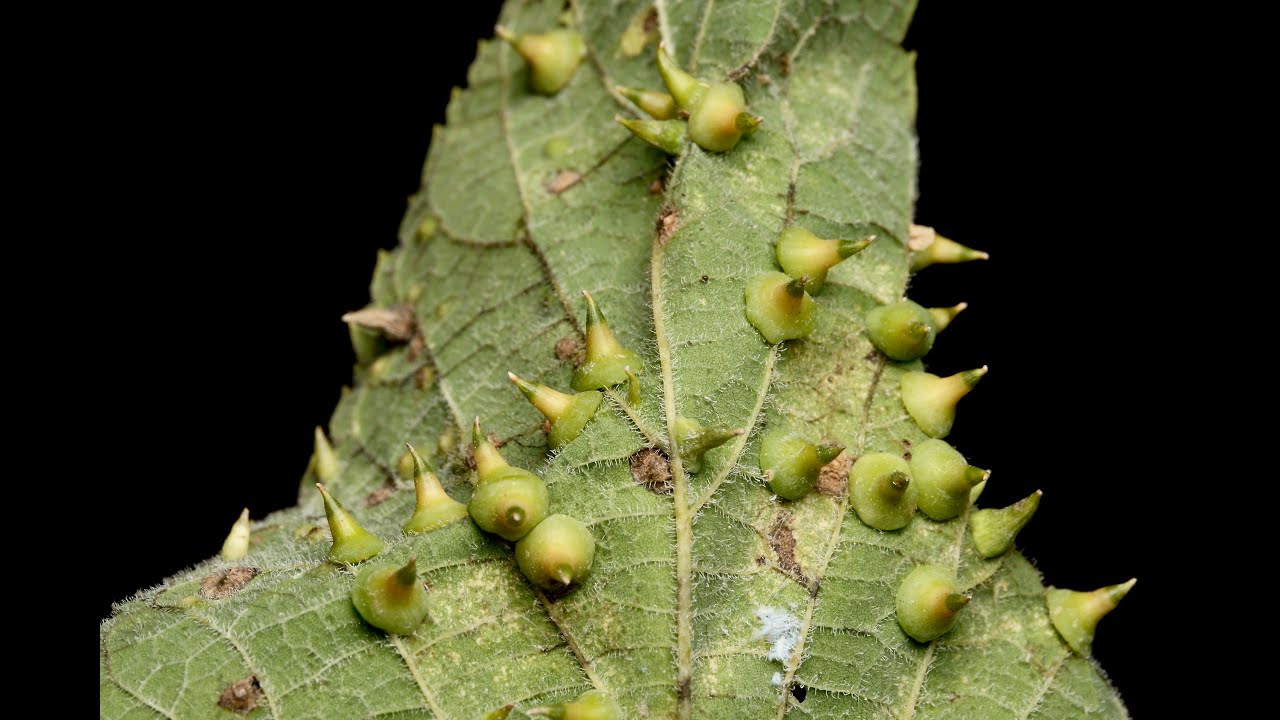 Hackberry galls and the insects that make them - YouTube