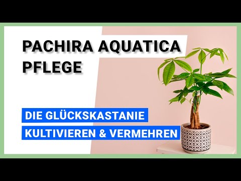 Video: Pakhira Aquatic: Pflege und Reproduktion