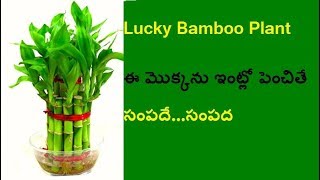 how to grow and Benefits uses of Lucky Bamboo indoor Tree plant for home in Telugu || VSRK Home screenshot 3