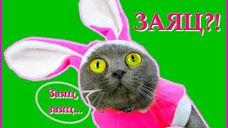 Костюмы для КОШЕК! Посылка из Китая) Смешная одежда ДЛЯ КОШЕК или Почему ДОКТОР всё время спит? Костюмы для КОШЕК! Посылка из Китая) Смешная одежда ДЛЯ КОШЕК или Почему ДОКТОР всё время спит?