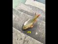 The Carp Came Back to Say Thank You… With Its Whole Family 🐟✨