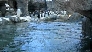 Zoo Penguins
