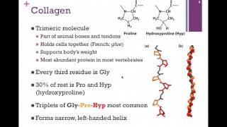 031-Intermediate Filaments