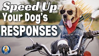 Get Your Dog To Respond Faster: Latency In Dog Training #222 #podcast