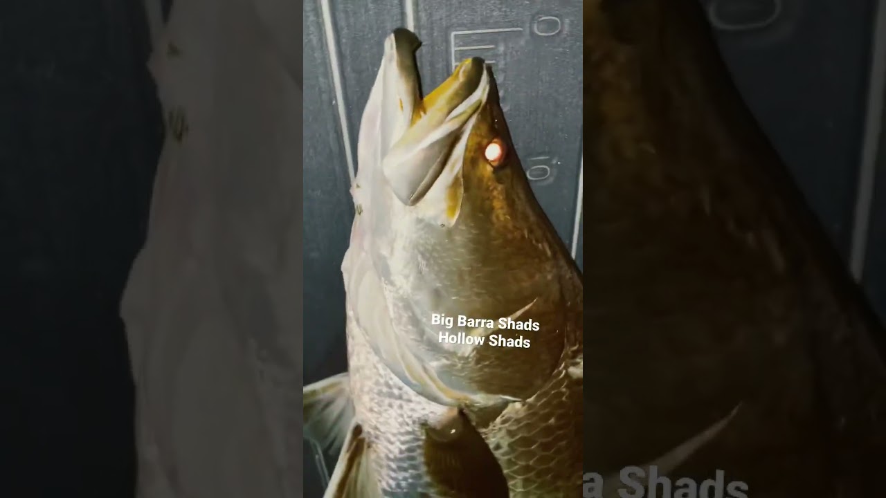 Big Barramundi Gladstone Awoonga Dam Shads Lures 6 hollow Shads fishing Australia Qld soft plastics