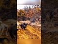 Precision Shooting & Hunting Thrill | Russian Boar Hunt #boarhunting #hogger #art #shorts #animals