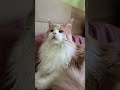 Gatto Maine Coon Incredibilmente Bello Incredibly Beautiful Maine Coon Cat Красива мейн кун киця Gatto Maine Coon Incredibilmente Bello Incredibly Beautiful Maine Coon Cat Красива мейн кун киця