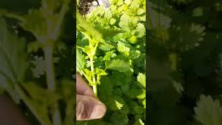 نبات القريص/نبات القراص/الحريق/فوائد القراص/plant identification/طريقة العناية والإكثار