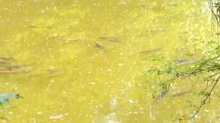 Karpfen Amur Beim Sonnen Im Schongebiet