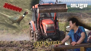 빨간색 트랙터만 쫓아다니는 꿩.. ㅂㅅㅇ 때문으로 밝혀져🙊ㅣAbsurd Reason Why the Pheasant Followed Red Tractors screenshot 2