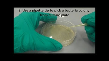 Preparation of bacteria cells for fluorescence microscopy