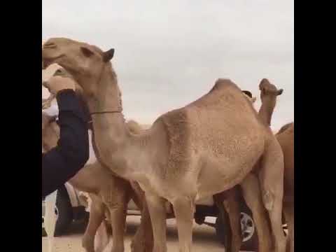 منقية السيد هادي بن عوجان المويزري صفاقات