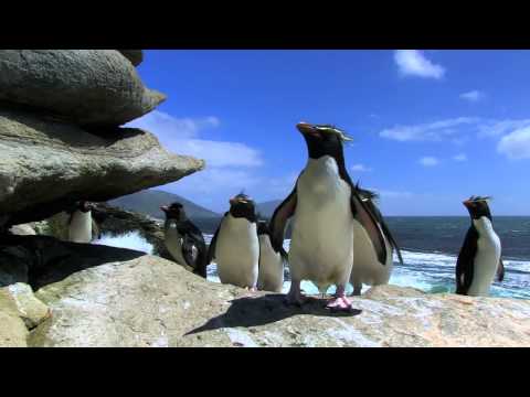 Video: Kuidas Teha Pomponeest Pingviine