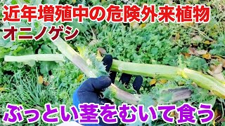 I discovered a delicious way to eat this dangerous thorny invasive plant!
