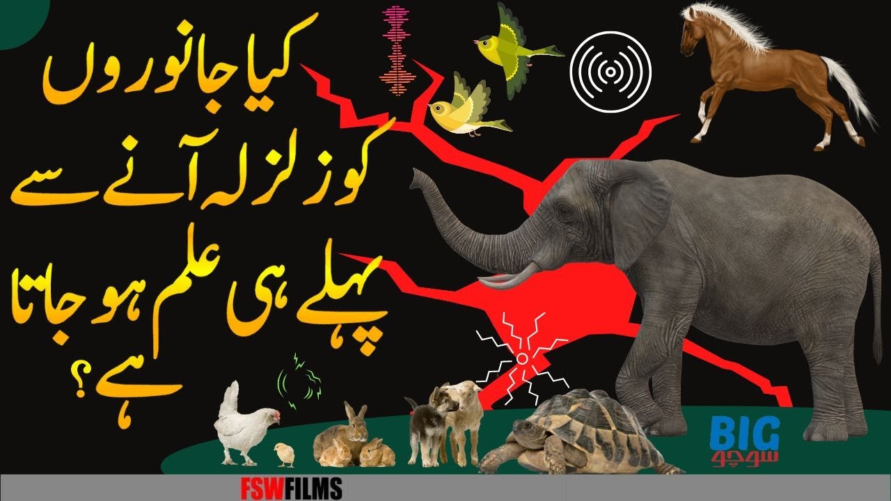 Can Animals Predict Earthquakes and Natural Disasters? YouTube