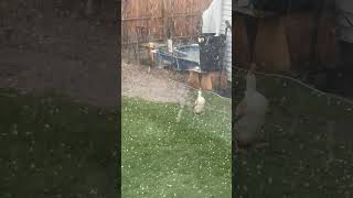 Duck Is Going Though Some Personal Trauma