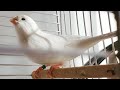 Best Canary Singing ///Kanarienvogelgesang...🐥🤍☘🌱🌿