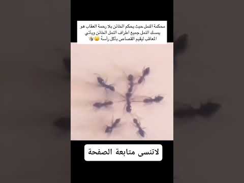 محكمة النمل حكموا عليها بالموت   شورتات ترند ريلز غرائب الطبيعة معلومات غريبة