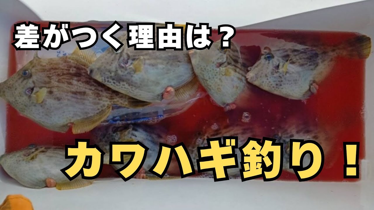 【石倉渡船】カワハギ釣りで差が出た日｜オモリが違う？