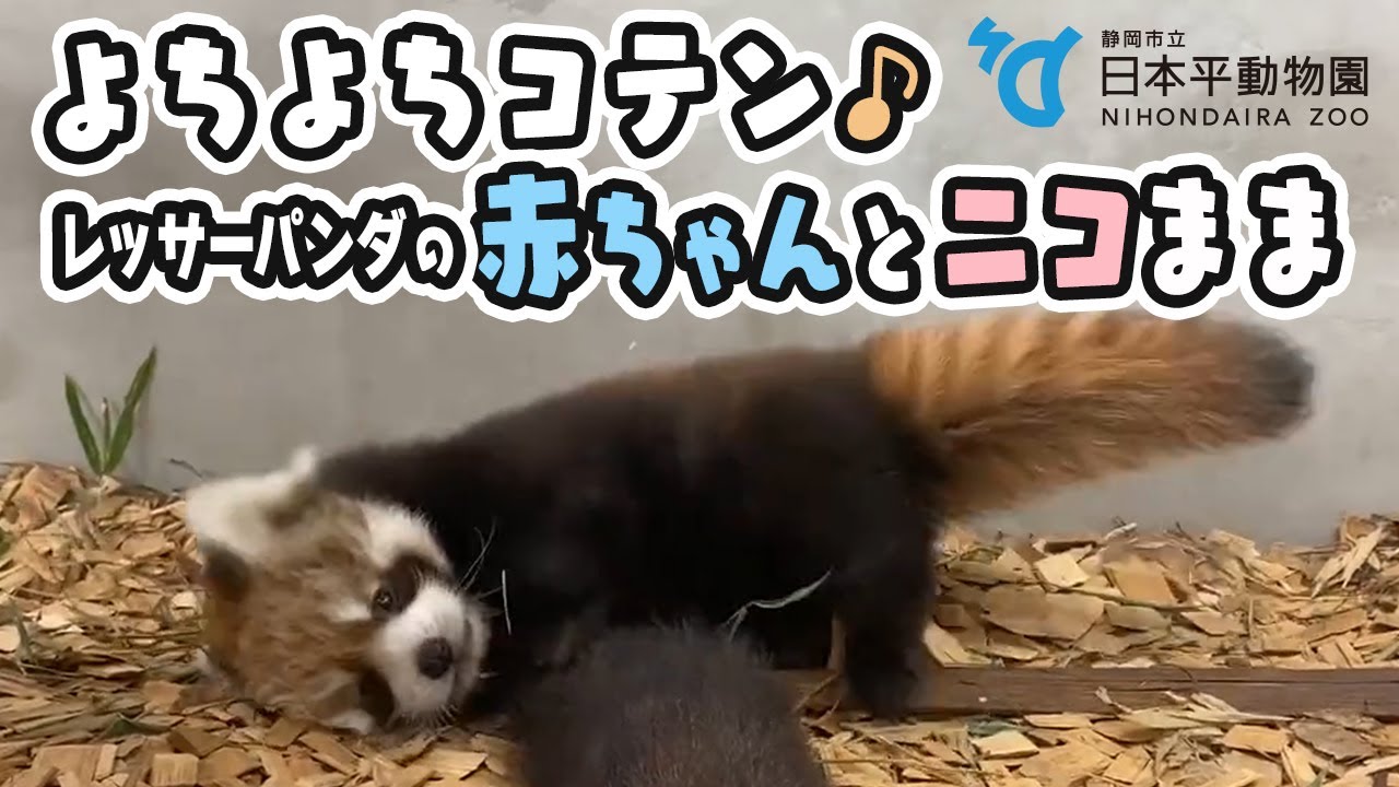 【日本平動物園】＼名付け親募集中！／よちよちコテン♪レッサーパンダの赤ちゃんとニコまま [Nihondaira Zoo] Baby Red panda and his mom, Nico.