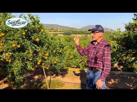 Video: Bergamotte-Orangenfrucht-Info: Wie man einen Bergamotte-Orangenbaum anbaut