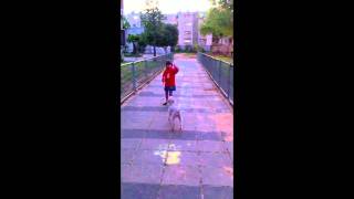 Bedlington and bubbles by Ксения Мухина 32 views 13 years ago 1 minute, 30 seconds