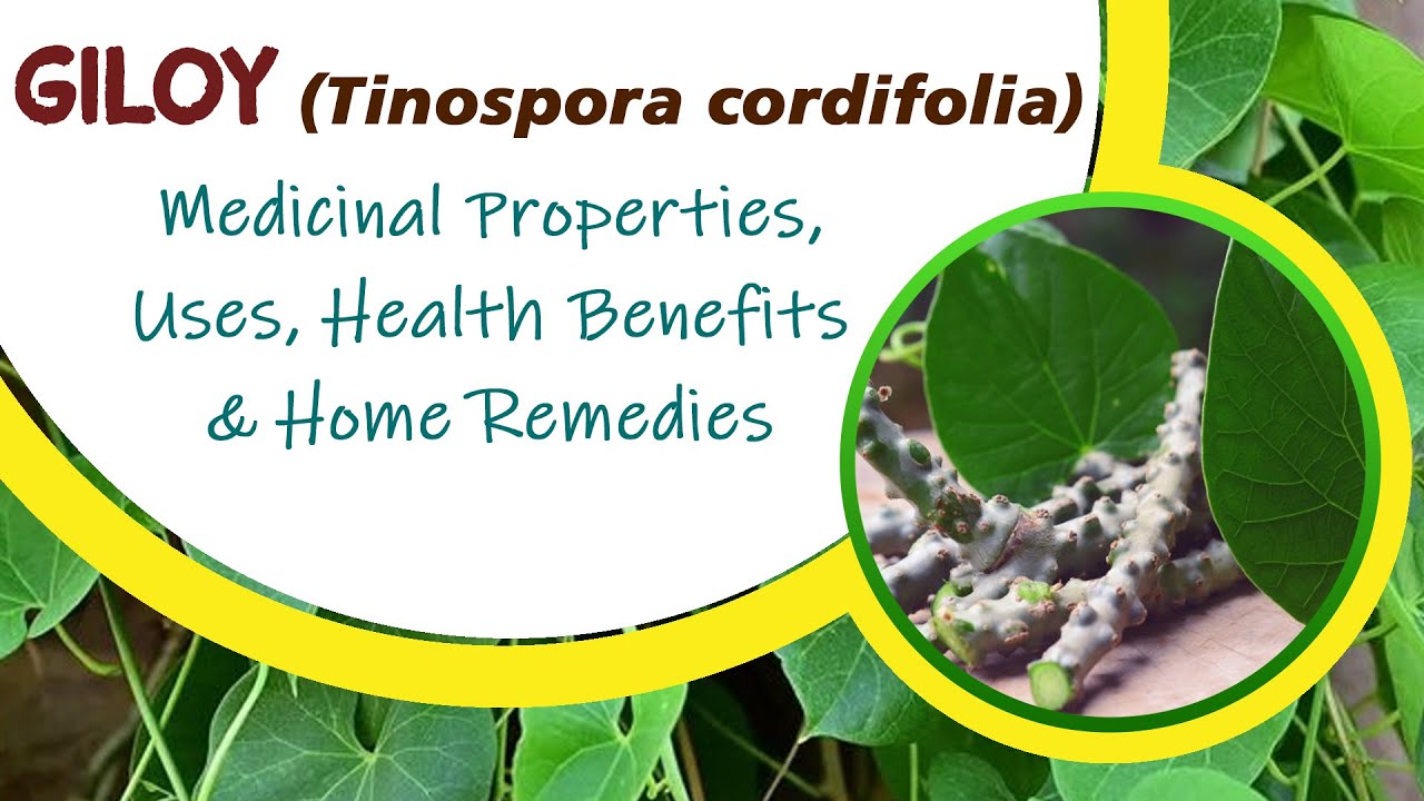 Giloy (Tinospora cordifolia)- Medicinal Properties, Uses, Health Benefits & Home Remedies With Giloy