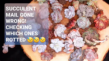 #91 SUCCULENT MAIL GONE WRONG! Succulent imports from Korea CHECKING FOR SUCCULENT ROT