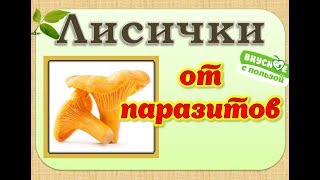 Лисички от паразитов. Очищение организма от паразитов Лисички от паразитов. Очищение организма от паразитов