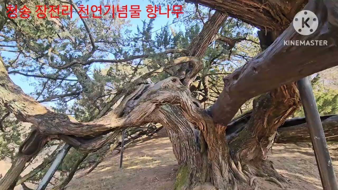 천연기념물 313호 향나무