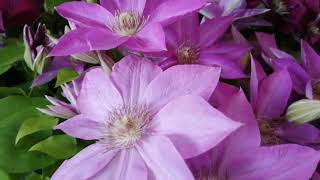 Kuremachisu  Lavender Flowers