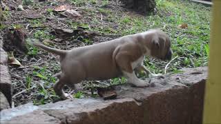 Filhotes de American Staffordshire Terrier