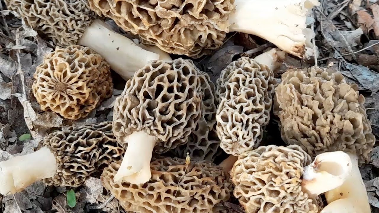 do turkeys eat morel mushrooms YouTube