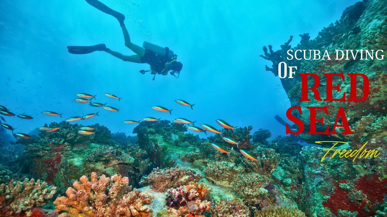 RED SEA SCUBA DIVING 🤿 (You Won't Believe Your Eyes) YouTube