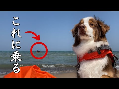 【アメリカで犬とキャンプ】はじめてのカヤックに挑戦|アメリカ最大級の湖へ|オーストラリアンシェパード
