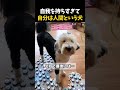 英才教育受けた犬の末路...