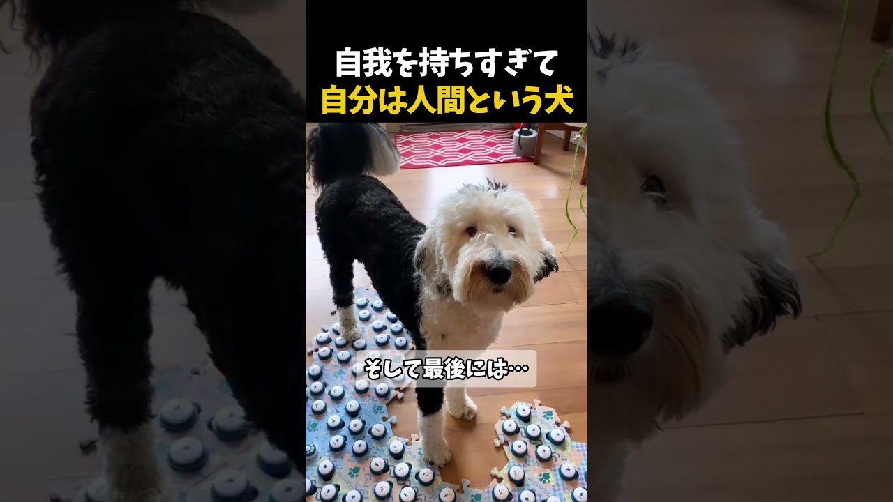 英才教育受けた犬の末路...
