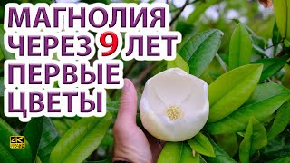 Магнолия вечнозеленая первое цветение в Ростове за 9 лет