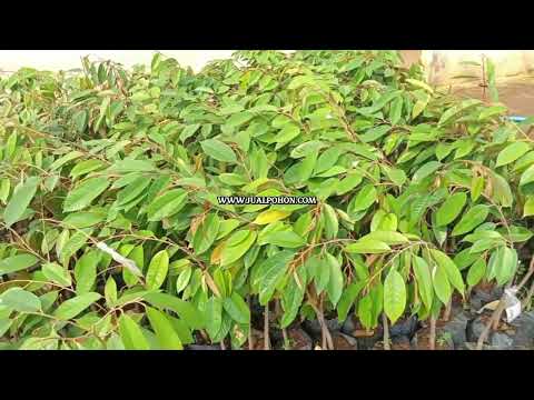 Miliki Bibit Durian Bawor Asli Okulasi Cepat Berbuah