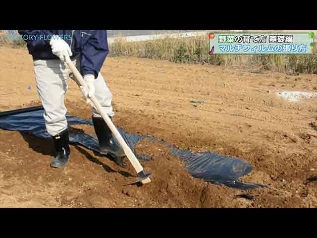 サントリーフラワーズ 野菜の育て方 基礎編 マルチフィルムの張り方 5分13秒 Youtube