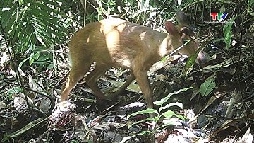 Khu bảo tồn thiên nhiên Pù Hu Phát hiện nhiều động vật quý hiếm nhờ bẫy ảnh