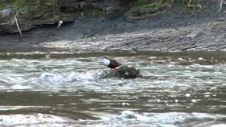 Cicle Plongeur, Pont De Lallondon, Le 26-03-11