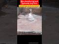 #devotional #bhakti #shiv #jyotirling #amma #srishylam #river #riversounds #riverside #snake