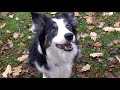 Superstar cassie border collie pensioner