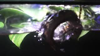 Angry Channa Aurantimaculata