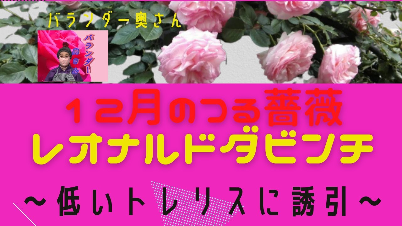 レオナルド ダビンチ 赤い半つるバラ 冬の低いトレリスに誘引 剪定 年12月 Youtube