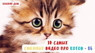 10 самых смешных видео про котов  - выпуск 86