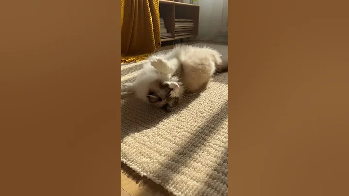 Video 11905491: ragdollcat cat funny cute, perfect cat, cat rolling, training, adorable cats