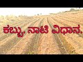 Kabbu nati vidhana how to growths sugar cane plant methods