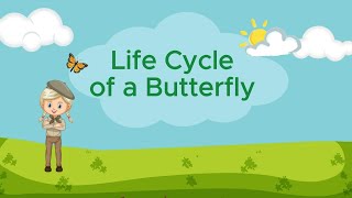 BUTTERFLY LIFE CYCLE